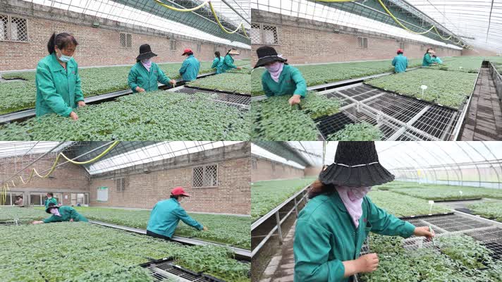 蔬菜西红柿幼苗培育基地工人劳动