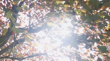 秋天落叶合集 秋天落叶合集