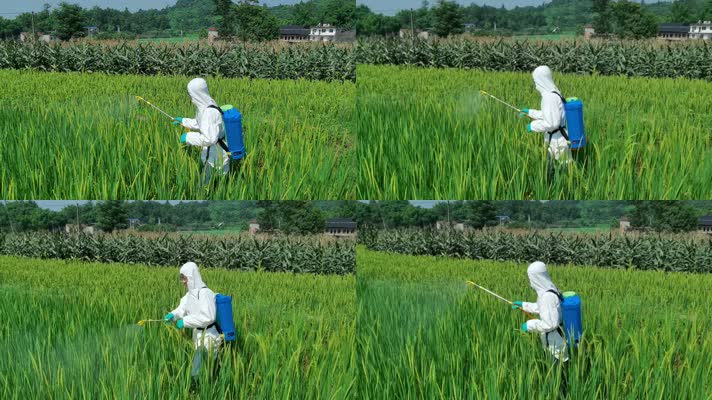 三农素材：农业工作者水稻田打药喷药实拍