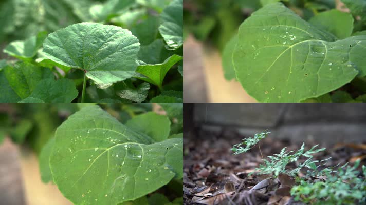 【合集】慢镜头唯美雨滴落在绿色植物叶片上