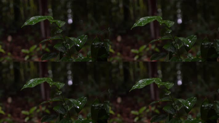 4K森林雨林景观-植物枝叶随风摆动空镜