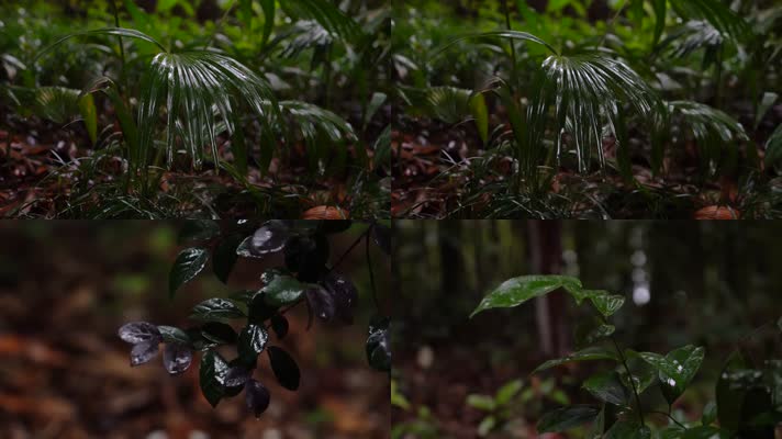 【合集】唯美空镜-雨水滴落在森林植物叶片上