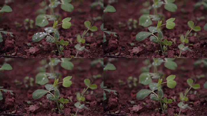 慢镜头-红土地茁壮生长的豌豆苗沐浴在雨水中