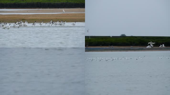 高清反嘴鹬群沿湖水面飞行