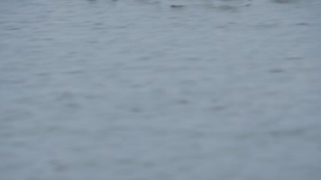 高清反嘴鹬群沿湖水面飞行