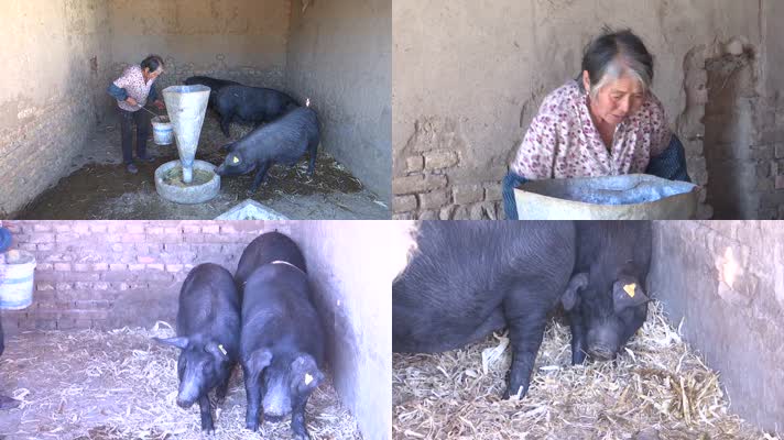 农村老太太老奶奶喂猪黑猪家庭养殖