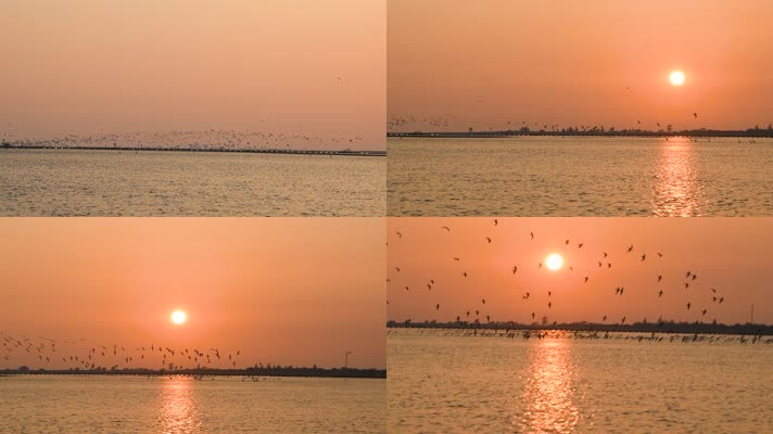 高清夕阳下鸟群沿海面飞行