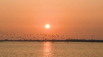 高清夕阳下鸟群沿海面飞行