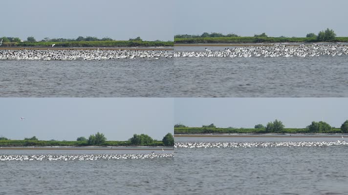 高清反嘴鹬群海面飞行