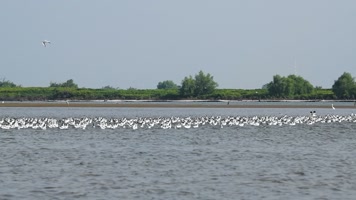 高清反嘴鹬群海面飞行