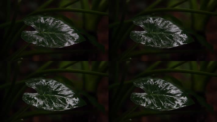 慢镜头-森林景观-绿叶上的雨水唯美空镜