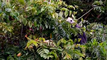 4K广西保护动物白头叶猴