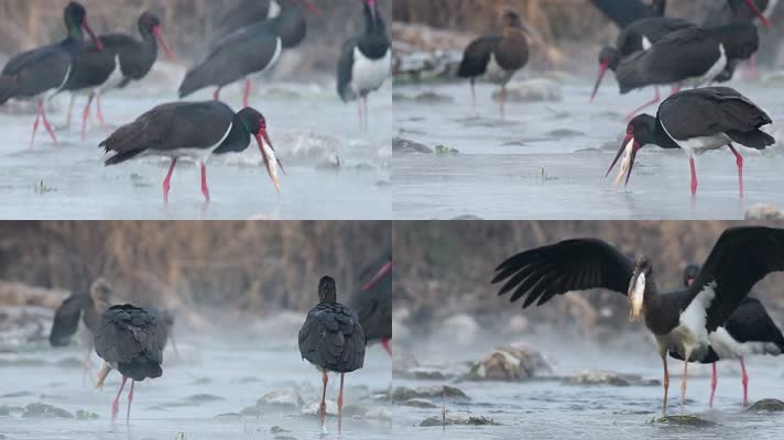 高清河北石家庄井径矿区黑鹳捕食