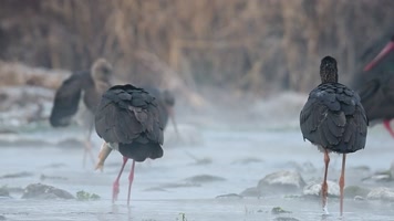 高清河北石家庄井径矿区黑鹳捕食