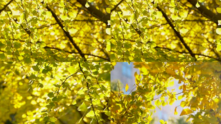 城市秋天金黄的银杏树叶