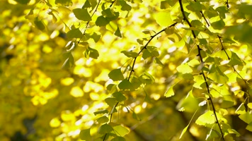 城市秋天金黄的银杏树叶