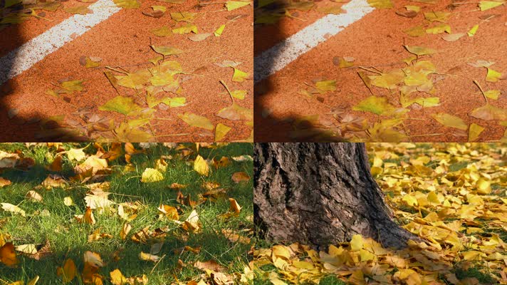 城市秋天金黄的银杏树叶