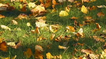 城市秋天金黄的银杏树叶