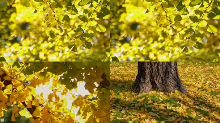 城市秋天金黄的银杏树叶