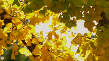 城市秋天金黄的银杏树叶