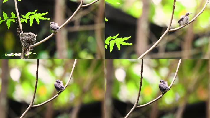 龙州弄岗村派母屯黑枕王鹟幼鸟首飞