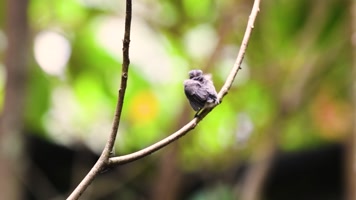 龙州弄岗村派母屯黑枕王鹟幼鸟首飞