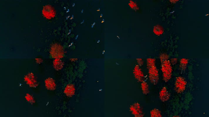 郊野公园_V1-0082航拍秋季红色水上森林