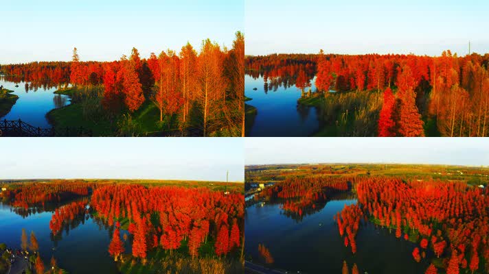 郊野公园_V1-0064航拍秋季红色水上森林