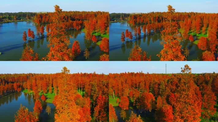 郊野公园_V1-0060航拍秋季红色水上森林