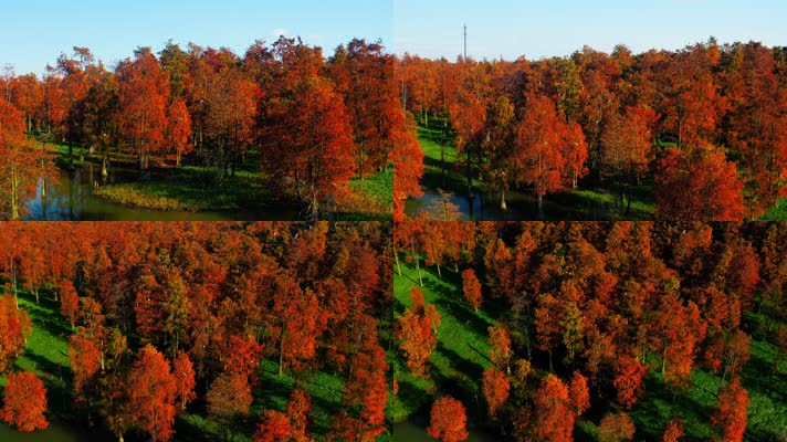 郊野公园_V1-0049航拍秋季红色水上森林