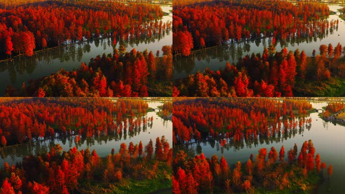 郊野公园_V1-0078航拍秋季红色水上森林