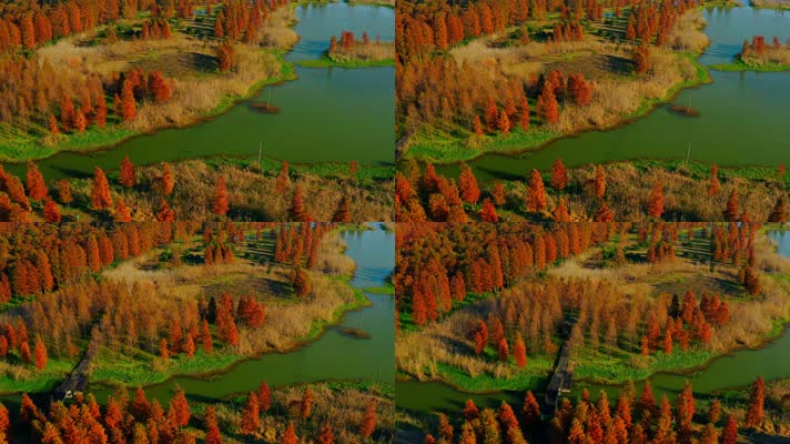 郊野公园_V1-0056航拍秋季红色水上森林
