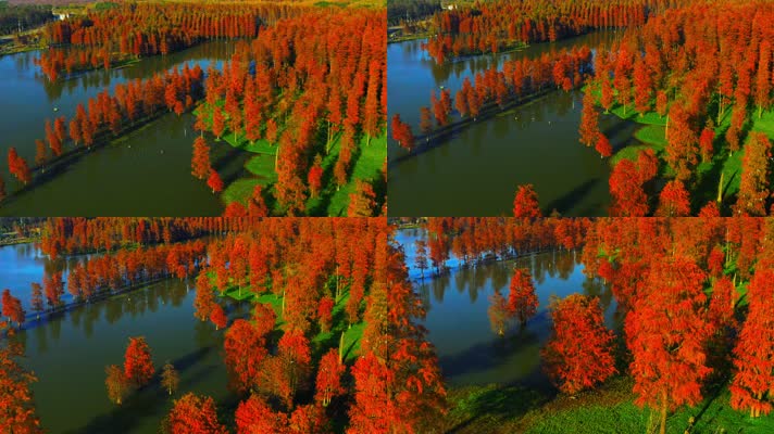 郊野公园_V1-0058航拍秋季红色水上森林