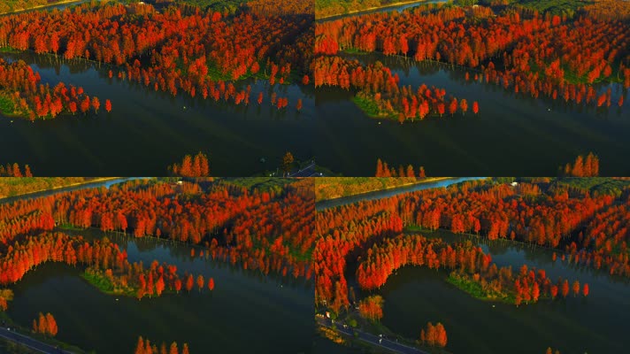 郊野公园_V1-0066航拍秋季红色水上森林