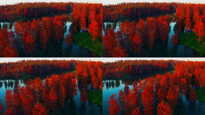 郊野公园_V1-0081航拍秋季红色水上森林