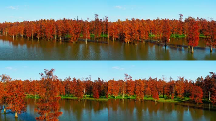郊野公园_V1-0048航拍秋季红色水上森林