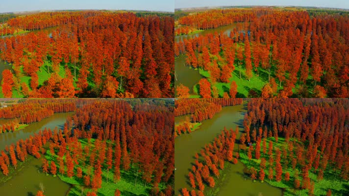 郊野公园_V1-0004秋季红色水杉林