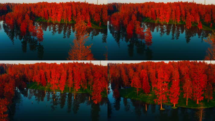 郊野公园_V1-0080航拍秋季红色水上森林