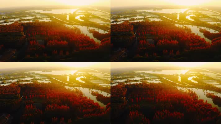 郊野公园_V1-0074航拍秋季红色水上森林