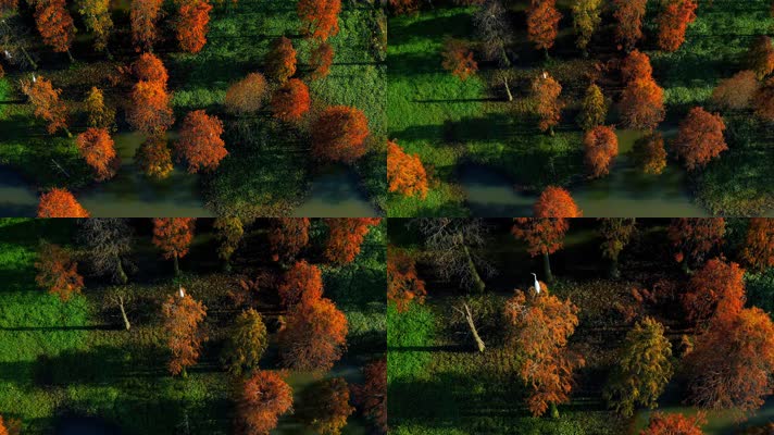 郊野公园_V1-0044航拍秋季红色水上森林