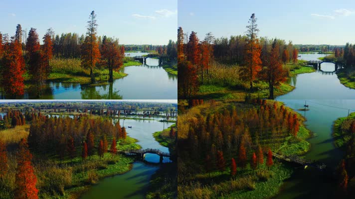 郊野公园_V1-0062航拍秋季红色水上森林