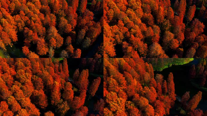 郊野公园_V1-0024秋季红色水杉林