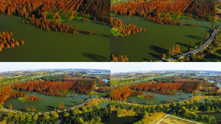 郊野公园_V1-0052航拍秋季红色水上森林