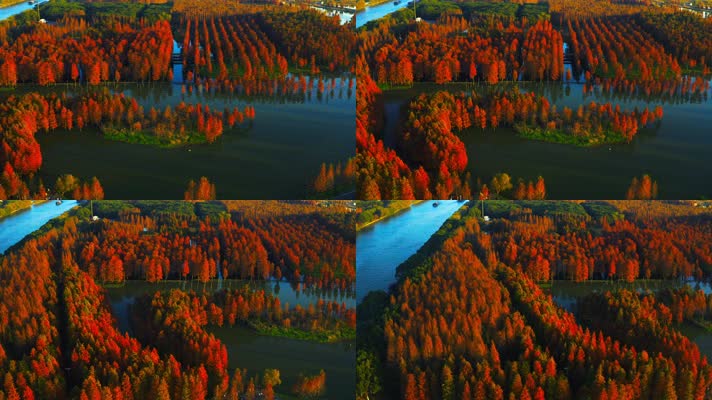 郊野公园_V1-0067航拍秋季红色水上森林
