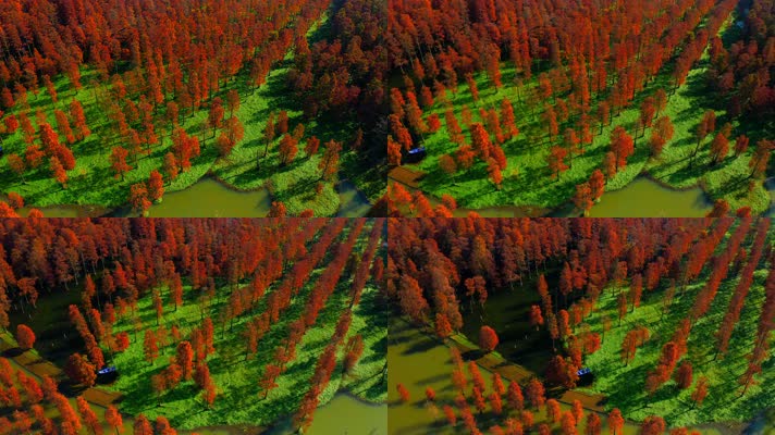 郊野公园_V1-0008秋季红色水杉林