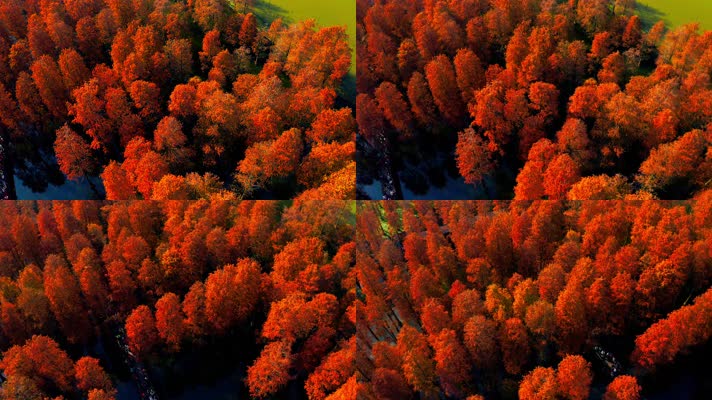 郊野公园_V1-0025秋季红色水杉林