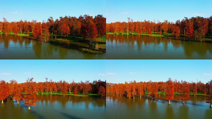 郊野公园_V1-0047航拍秋季红色水上森林