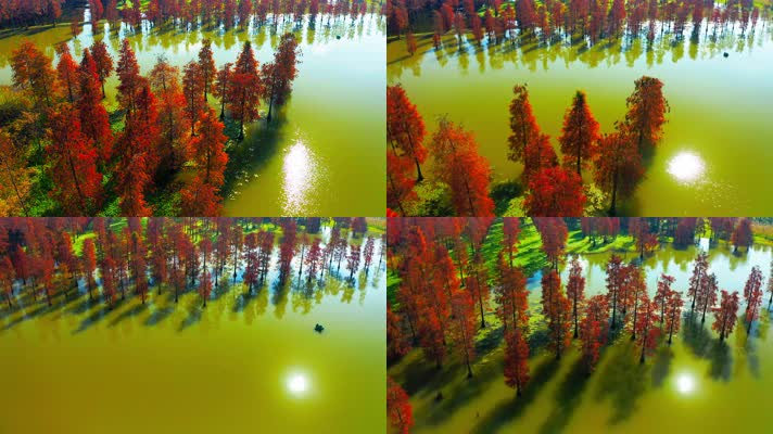 郊野公园_V1-0013秋季红色水杉林