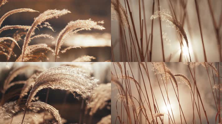 芦苇河边光影唯美黄昏夕阳湖面伤感