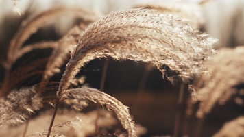 芦苇河边光影唯美黄昏夕阳湖面伤感